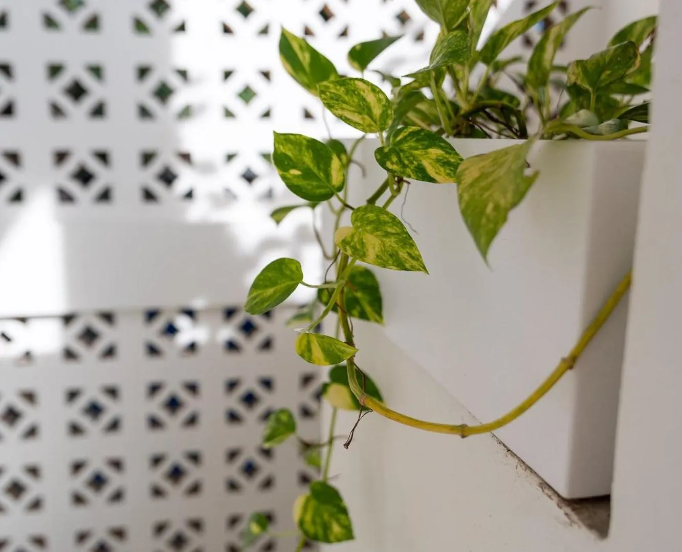 Πανσιόν Casa Guapita Ξενοδοχείο Πλάγια Ντελ Κάρμεν